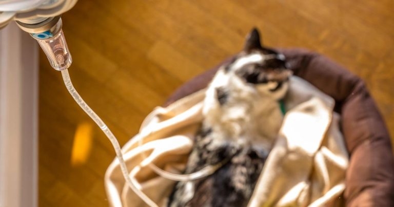 Cat kidney disease: management techniques