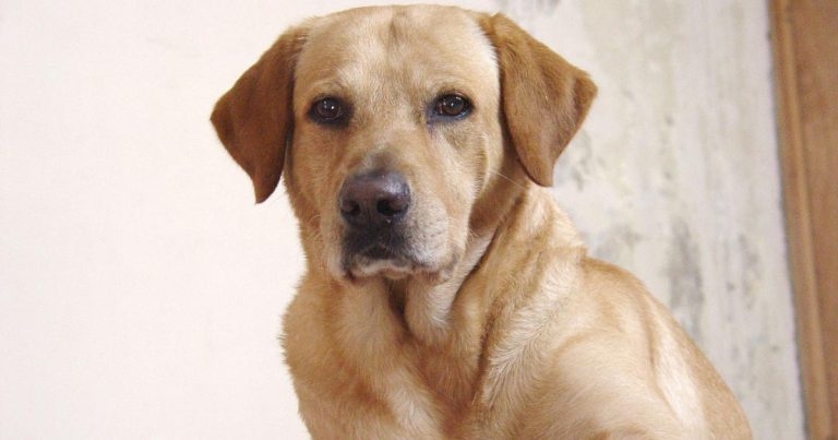 Canine bromethalin toxicosis