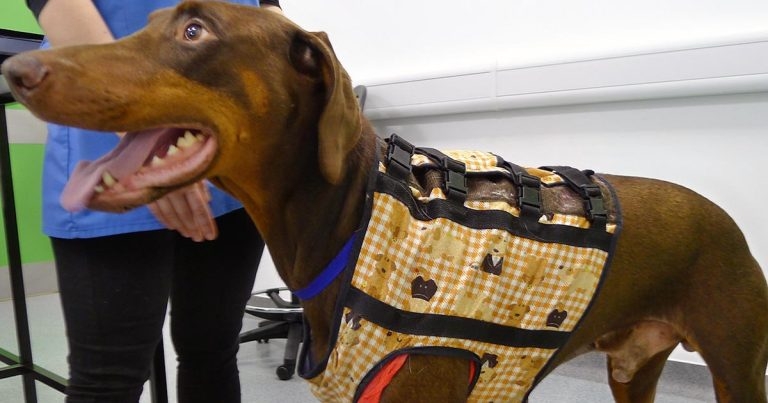 Canine cardiology developments