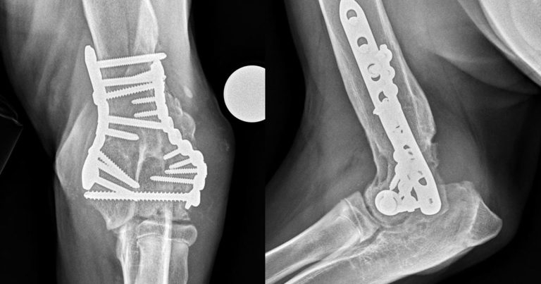 Barriers to treatment of canine OA – part 1