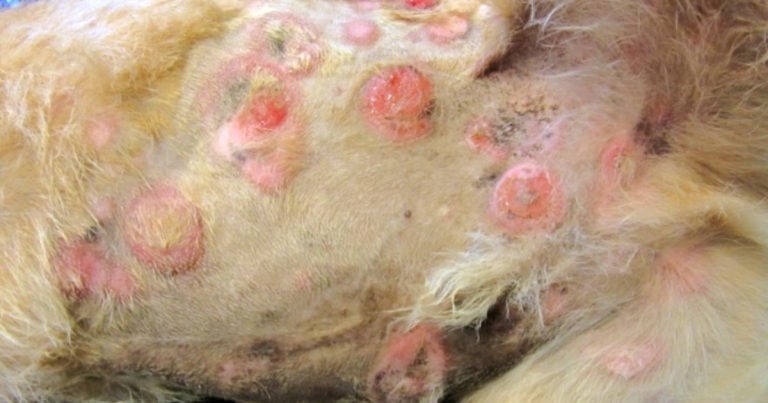 Cutaneous lymphoma in small animals: diagnosis and treatment