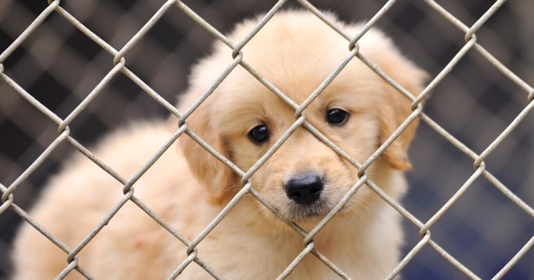 Welcome as ‘Lucy’s Law’ introduced