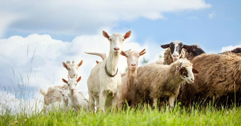 Researchers make Johne’s disease DIVA test breakthrough