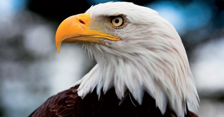 Recruiting for veterinary teams – part 2: contracts of employment