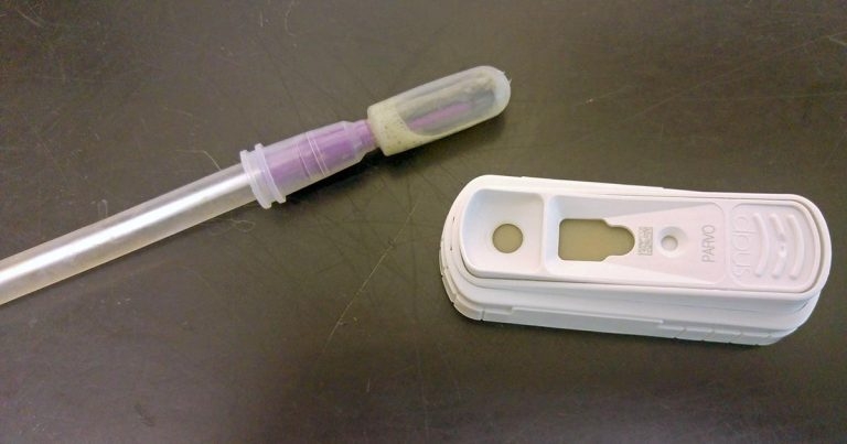 Update on canine parvovirus