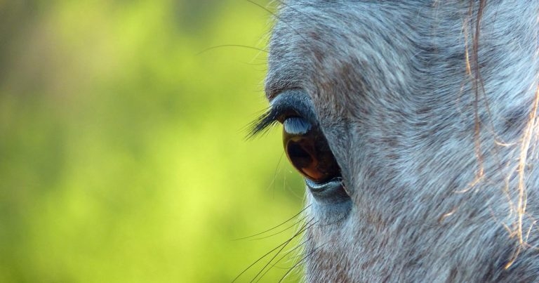 Insidious form of equine recurrent uveitis