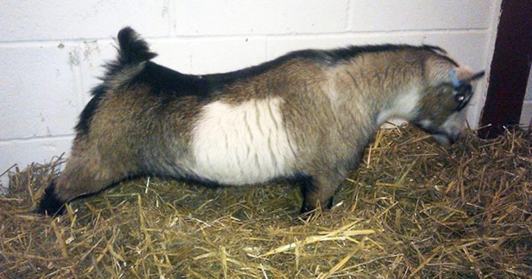 Poisoning, pets and processes