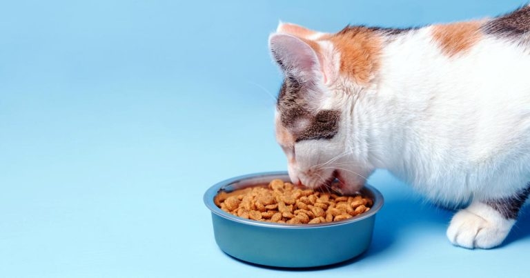 Companion animal nutrition: macronutrient requirements