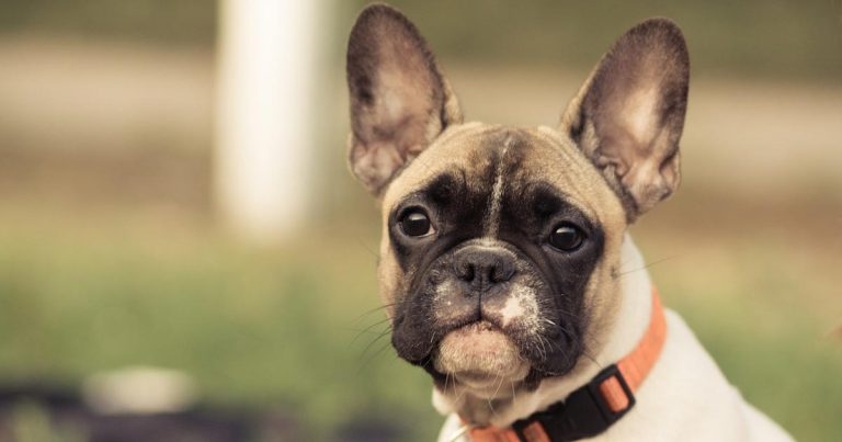 French bulldogs top in internet searches – study