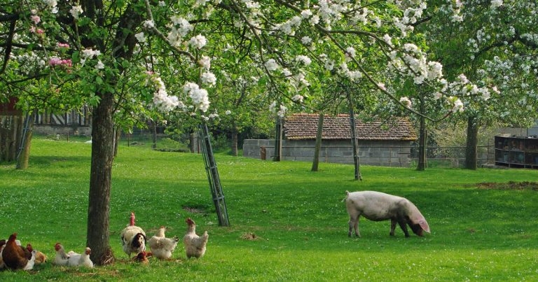 Animal welfare strengthened by pig and poultry codes