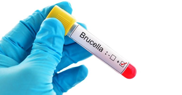 Revised Brucella canis report described as ‘game-changing’