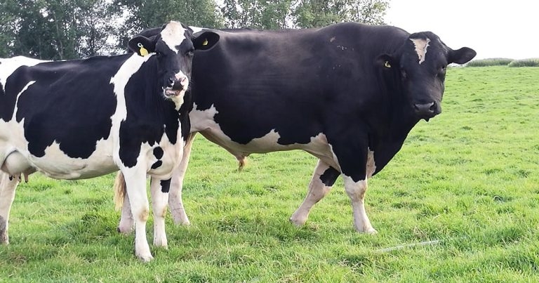 Dairy cattle fertility – addressing submission and conception rates