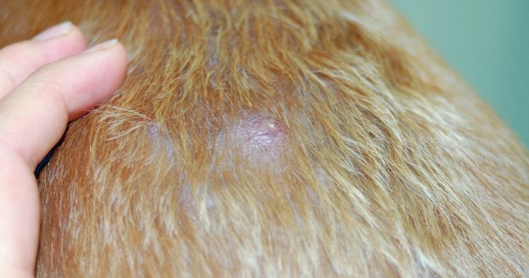 Dermatological and bacterial infections in companion animals