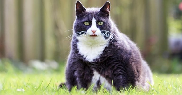 Obesity in pets: practical advice for consult rooms