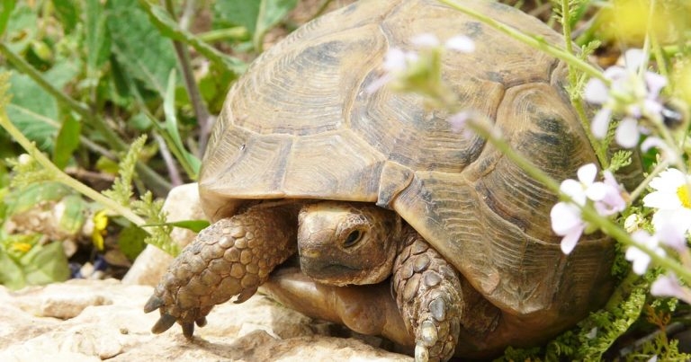 Preovulatory follicular stasis in a tortoise