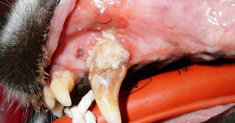 Small animal dental disease: part 1