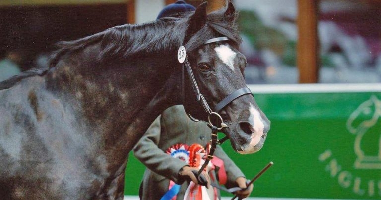 Fermented wheat germ extract effect study on horse behaviour