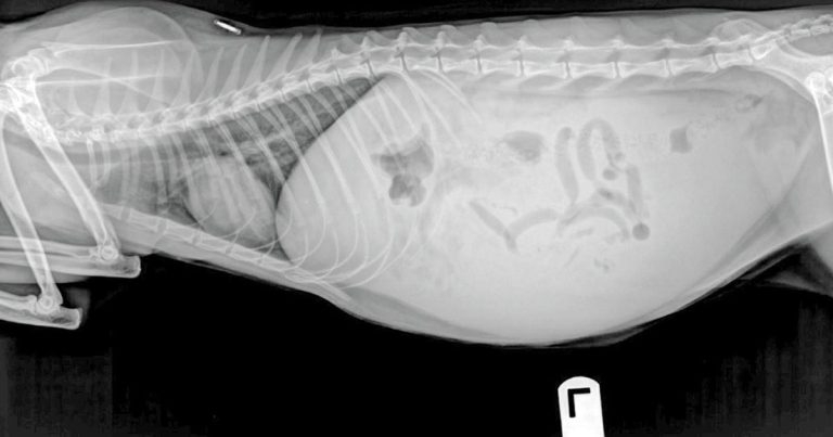 Abdominal effusion in a cat