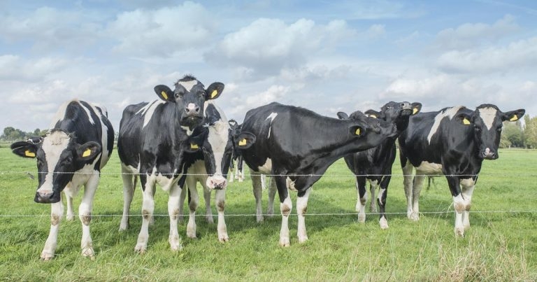 Was livestock farming always this complicated?