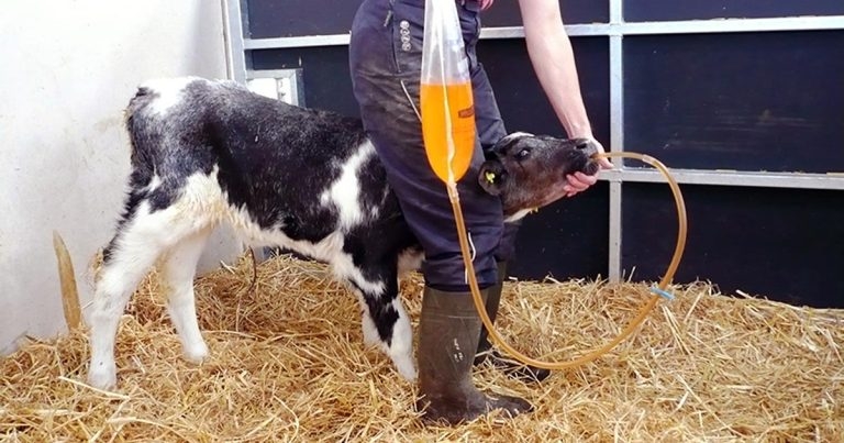 Diagnosing and treating calf scour