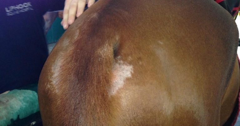 Managing equine skin diseases: devising control programmes
