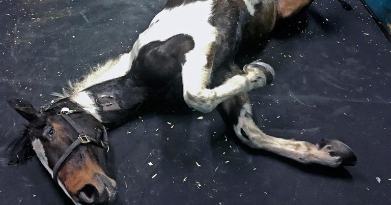 Equine colic: diagnosis, treatment and determining need for surgery