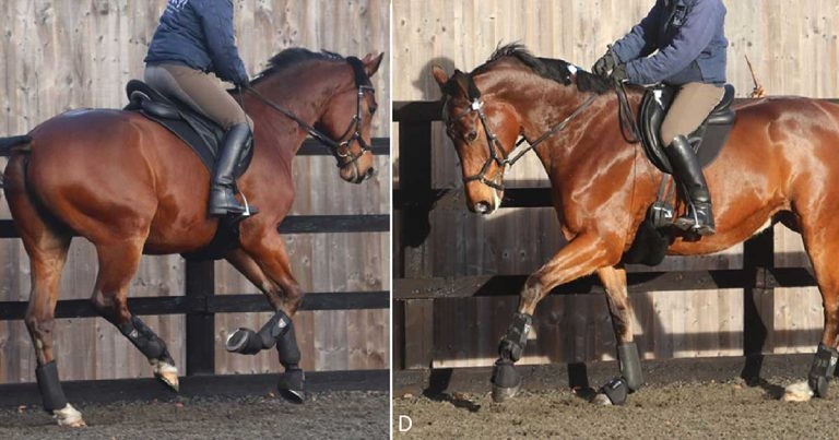 Lameness: latest thinking on diagnostic challenges