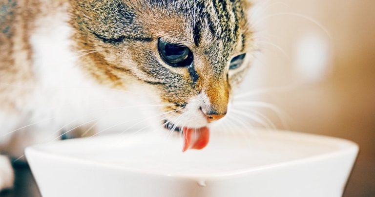 New formulation for Vet Aquadent plaque solution