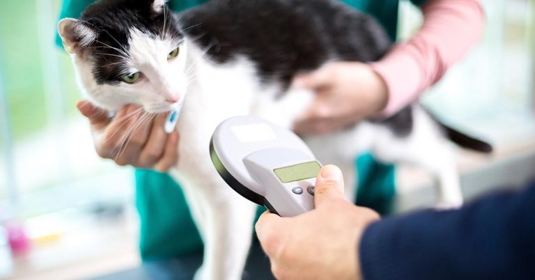 Check pet ownership before euthanasia, campaigners say