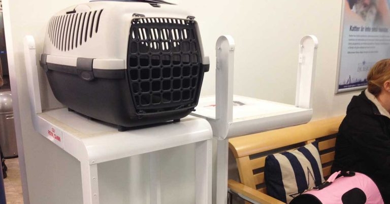 Benefits of being a cat-friendly practice and how to achieve it