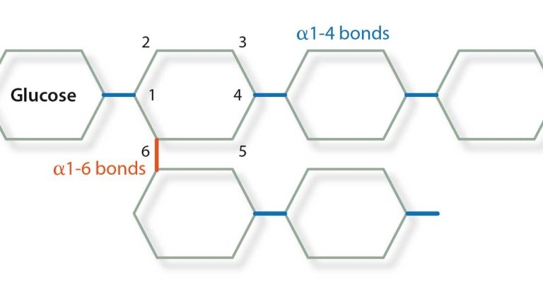 Glycogen storage diseases
