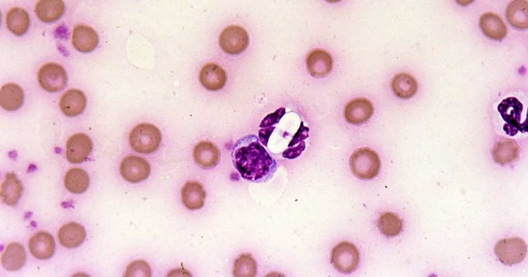 Small animal parasite diagnosis