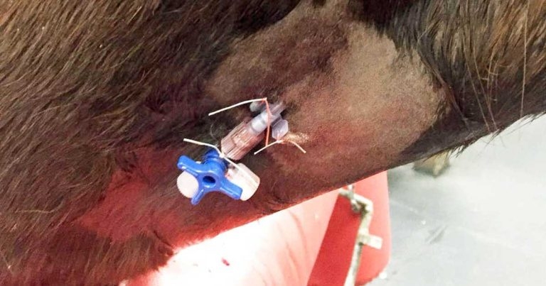 Pros and cons of adopting TIVA techniques for field anaesthesia