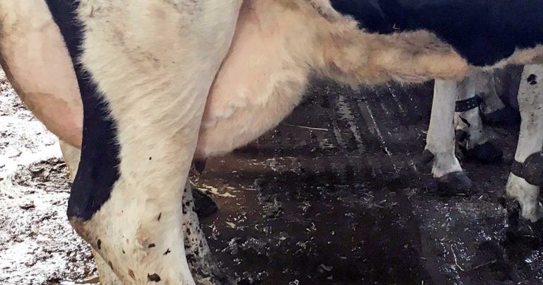 Managing injuries and disease in freshly calved dairy cows: part 2