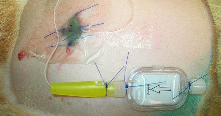 Provision of analgesia for acute pain in dogs and cats