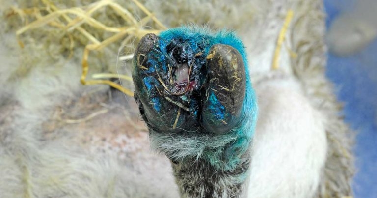 Sheep lameness: causes, types and options for treatment