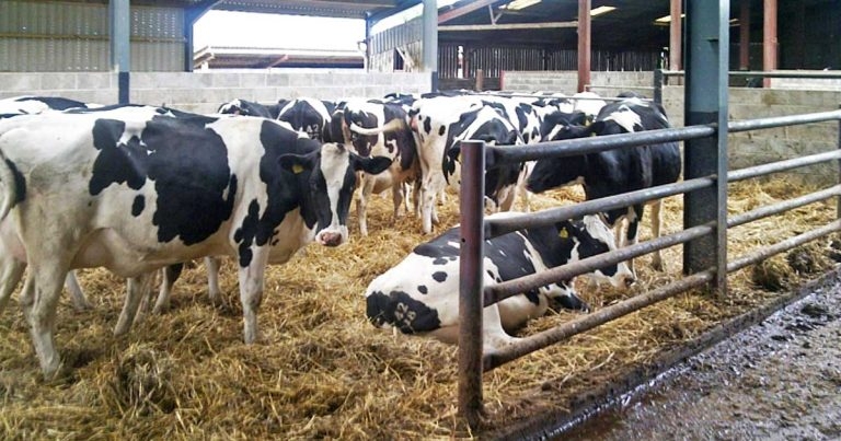 Dairy herd health: prevention and control versus treating sick ‘only’