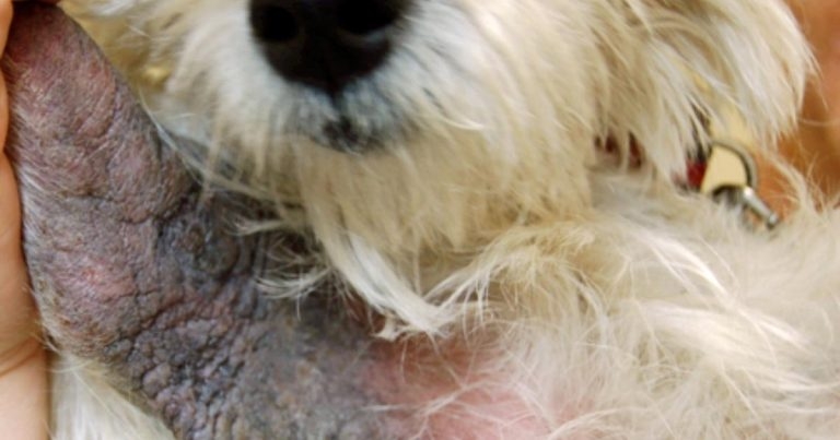 Small animal allergies: taking a multimodal treatment approach