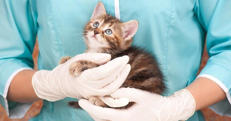 Alternative OSCEs announced