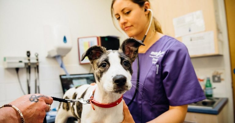 Get involved in neutering projects, urges vet