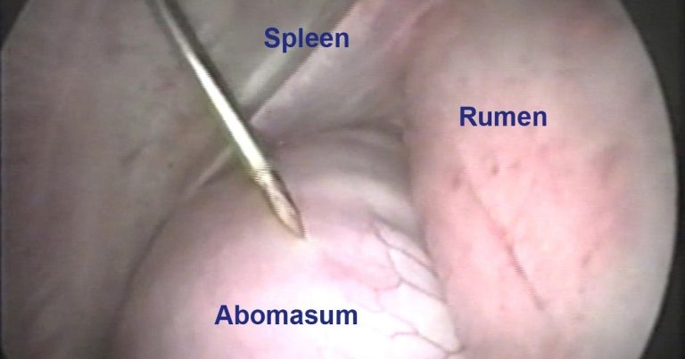 Techniques in bovine endoscopy