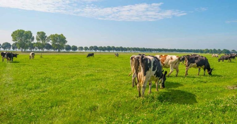 Summer mastitis: management, treatment and prevention