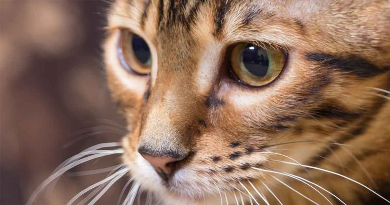 Immunotherapy of feline asthma