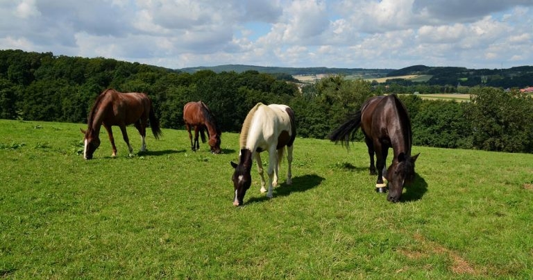 Diagnosing and treating common equine diseases