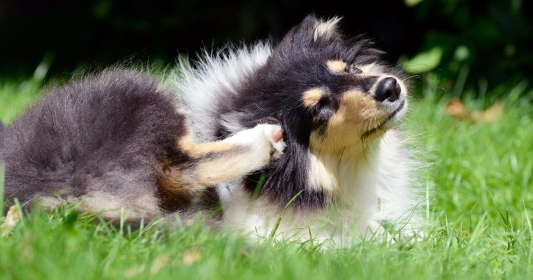 Management and control of fleas and ticks in companion animals