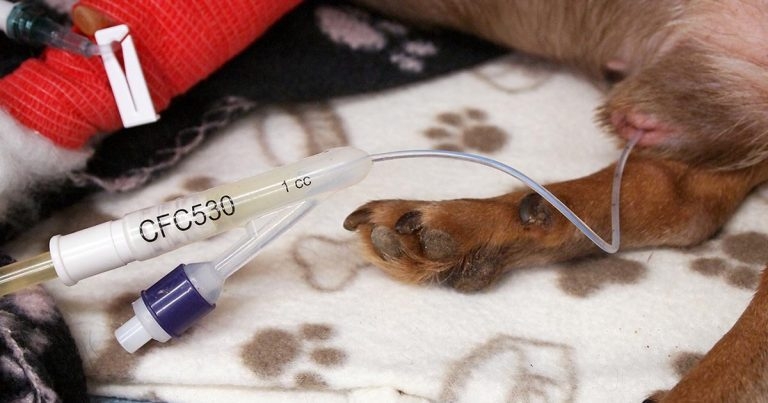 Diagnosing and managing AKI caused by CRGV: part 2