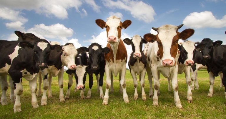 You are not alone, be part of our herd