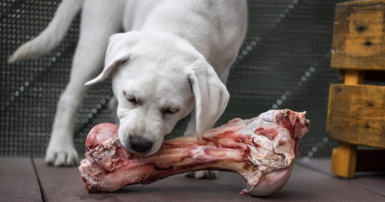 Raw food diets: what, why and why not?