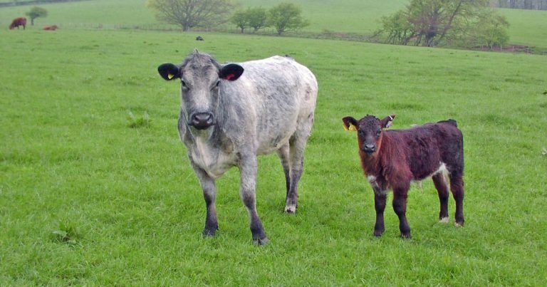 Are we neglecting failure of passive transfer in beef calves?