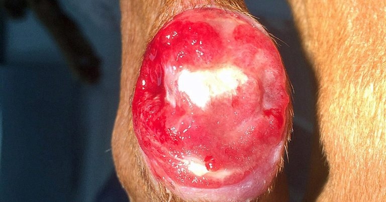 Wounds in companion animals: benefits of good management (1)